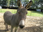 SX24198 Donkey.jpg